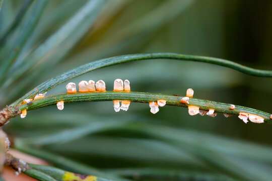 Needle rust Coleosporium tussilaginis pustules on pine needles.