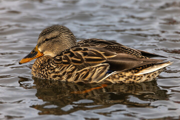 Hen Mallard on Water