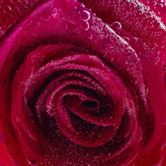 Red Rose Frozen in Water