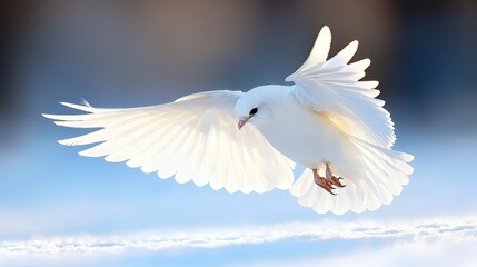 Fototapeta premium White Dove in Flight