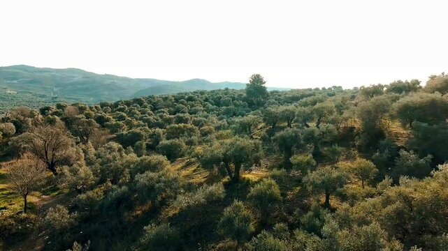 Large agricultural field with olive trees through which sunlight filters through, 4K cinematic drone footage