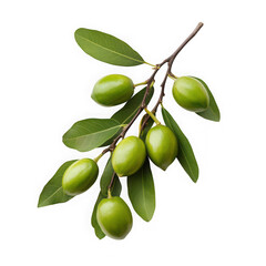 Shea nuts on a branch with leaves isolated on a transparent background
