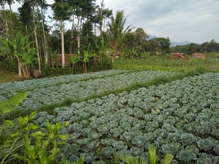 rows of cabbage