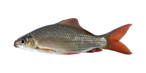 Bonylip barb (osteochilus vittatus) or ikan nilem on transparent background