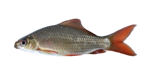 Bonylip barb (osteochilus vittatus) or ikan nilem on transparent background