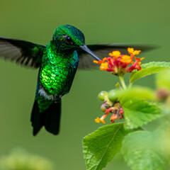 hummingbird feeding on a flower