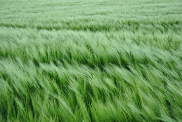 green wheat field with young ears of wheat background. selective focus