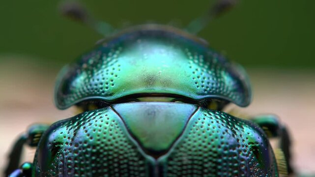 Iridescent Green Beetle Macro Carapace Texture Detail Insect Close Up
