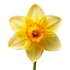 Obraz premium Stunning Yellow Daffodil Image