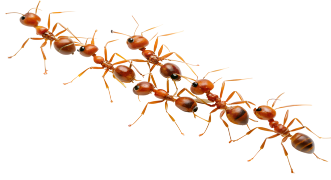 red ant line isolated on white background. PNG Transparent file type with high definition quality And vibrant color grading Available.