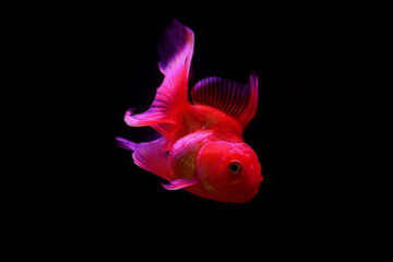 Goldfish or carp (Carassius auratus) is a freshwater fish used as a decorative fish in the aquarium