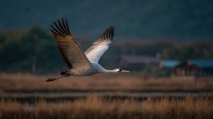 Sandhill Crane soars above field with wings spread