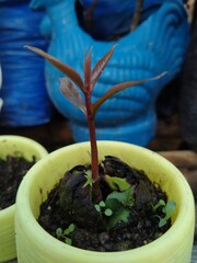 Avocado plant shoots