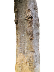 old tree trunk isolated