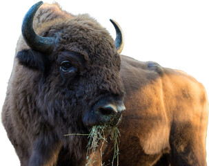 European bison - Bison bonasus .in the Moldavian reserve. © Mountains Hunter