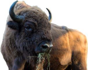 European bison - Bison bonasus .in the Moldavian reserve.