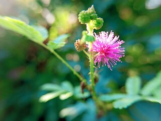 This beautiful flower grows in the garden