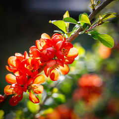 Flowers of Japanese Quince. Chaenomeles japonica bush. Flowering fruit plant in the garden. Red-pink flower on a branch with green leaves. Bloom petal bud. Cydonia blooming.