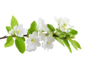 Apple Blossoms on Branch Isolated On White Background