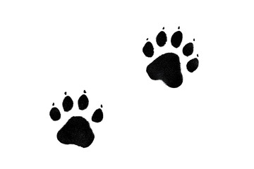 Black Bear Paw Prints on White Background