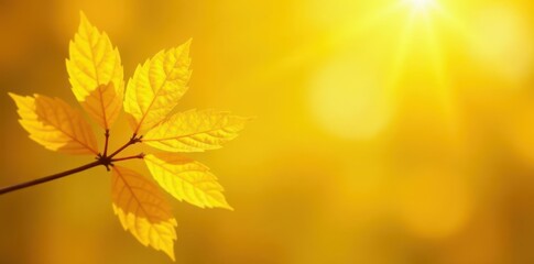 Fototapeta premium Sunlit yellow leaf bunch, hazy yellow background, fall, foliage, light