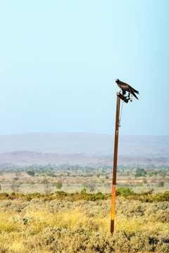 Wedge tail eagle perched on a pole