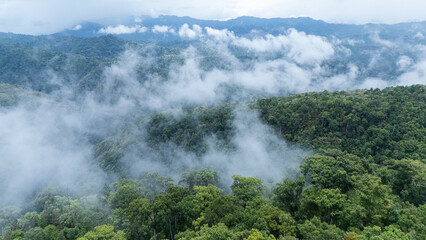 Lush, misty rainforest stretches across rolling hills and mountains under a cloudy sky.