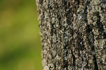 Obraz premium tree bark texture