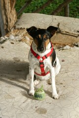 jack russell terrier