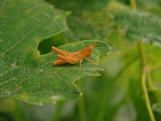 grasshopper on leaf