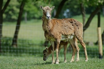 young goat with mama