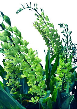 Grammatophyllum scriptum var. citrinum