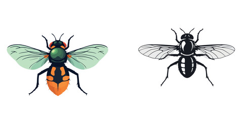 Vsai colorful fly and its silhouette showing wings and body