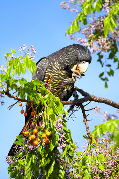 Female Red-tailed Black-Cockatoo feeding on a chinaberry tree.