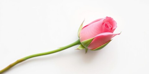 A single, unopened pink rosebud, pristine and delicate, isolated on a pure white background, pink, petals