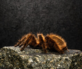 photo of tarantula spider close up on rocks