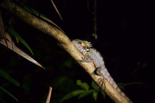 Boyd's Forest Dragon in a tropical forest at night