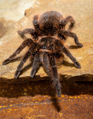 photo of tarantula spider close up on rocks