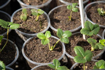 Strawberry seedlings are sold at the farmer's market.