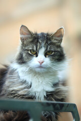 Portrait of cute street cat