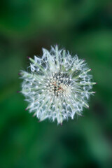White fluffy dandelion in the garden