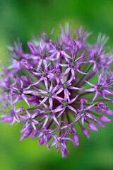 Violet flowers of wild garlic