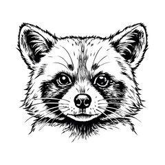 Raccoon face close-up in detailed hand-drawn vintage engraving style