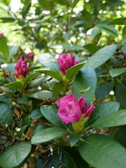 różanecznik wielkokwiatowy- Rhododendron  pink