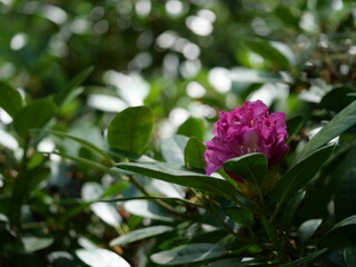 różanecznik wielkokwiatowy- Rhododendron  pink