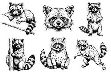 Set of vintage hand-drawn raccoons in various poses and expressions in black and white engraving style