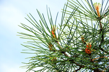 pine tree branch with cones
