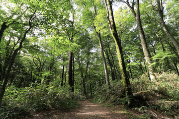 Obraz premium Japan Aomori Shirakami Mountains