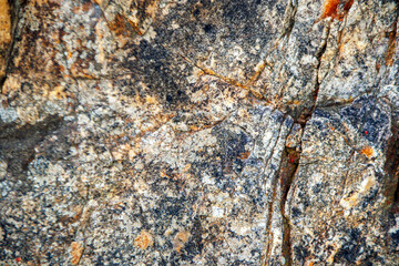 lichen on the rock