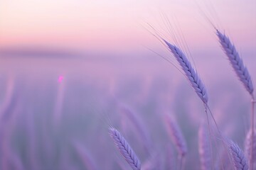 Fototapeta premium The wheat in the field is ripe in the early morning in pastel colors.